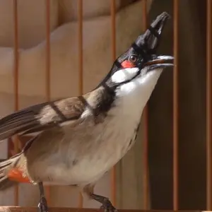 VẬT PHẨM CHIM CẢNH ĐẤT VIỆT